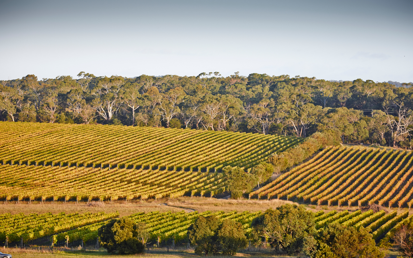 long shot of a vineyard