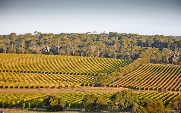 long shot of a vineyard