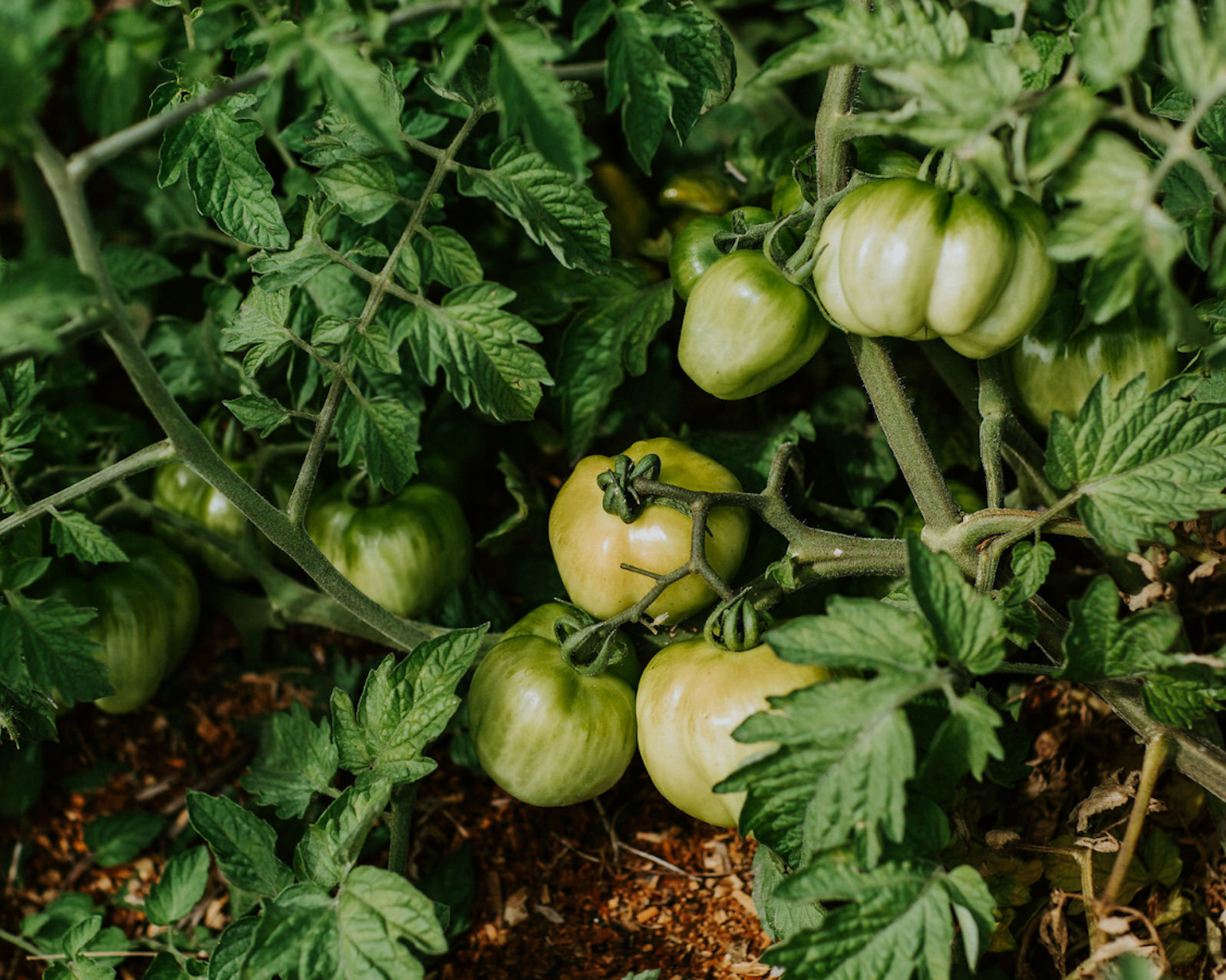 close up of green, ripe tomatoes on a vine