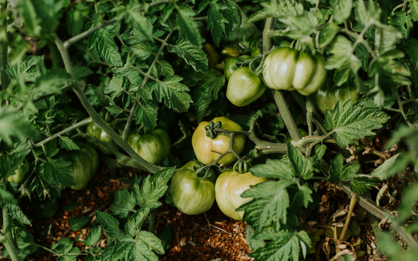 close up of green, ripe tomatoes on a vine