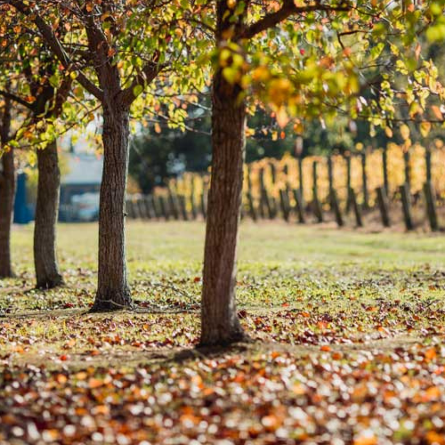 a vineyard in autumn