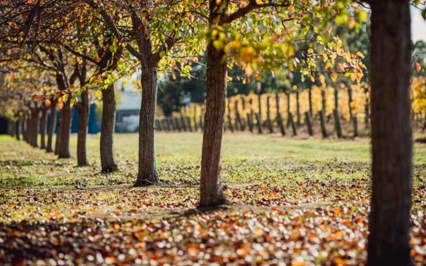 a vineyard in autumn