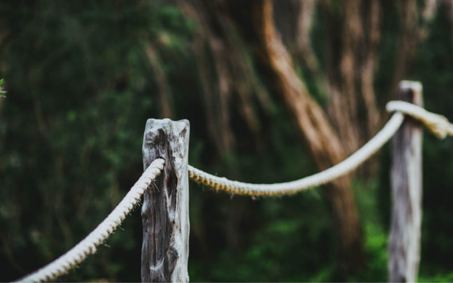 rope tied to post with trees in the backdrop