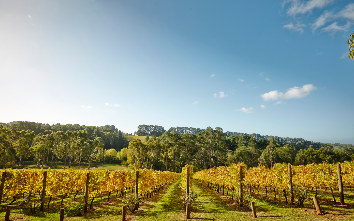 a long shot of a vineyard with the sun pouring in