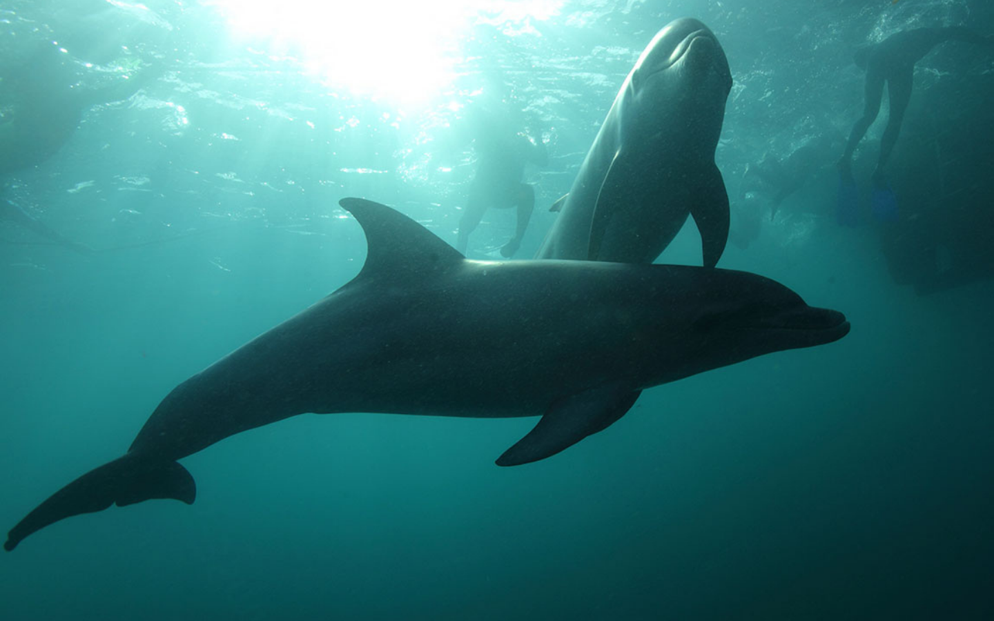 two dolphins swimming together