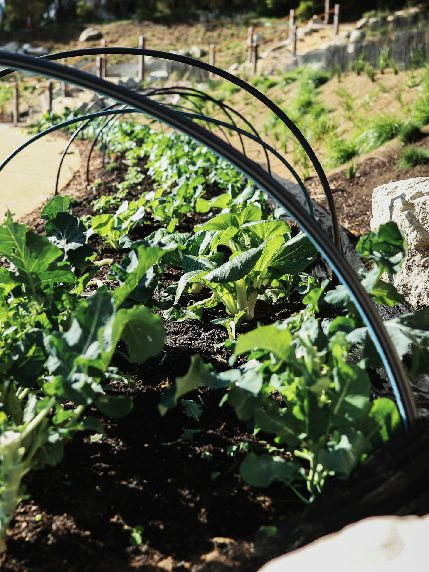 peninsula hot springs food lettuce row