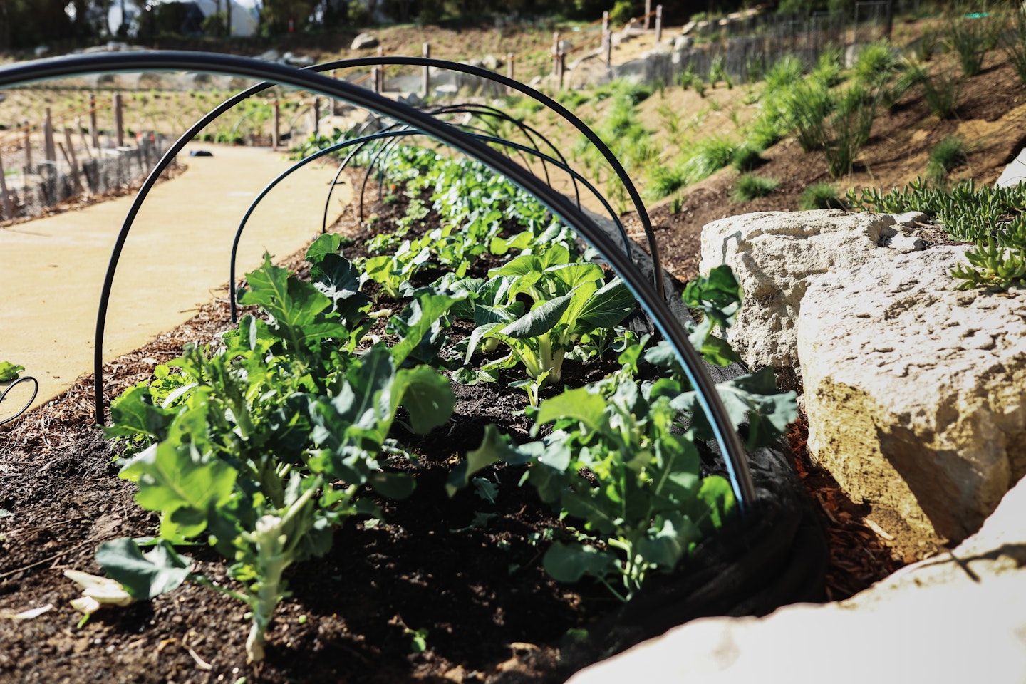 peninsula hot springs food lettuce row