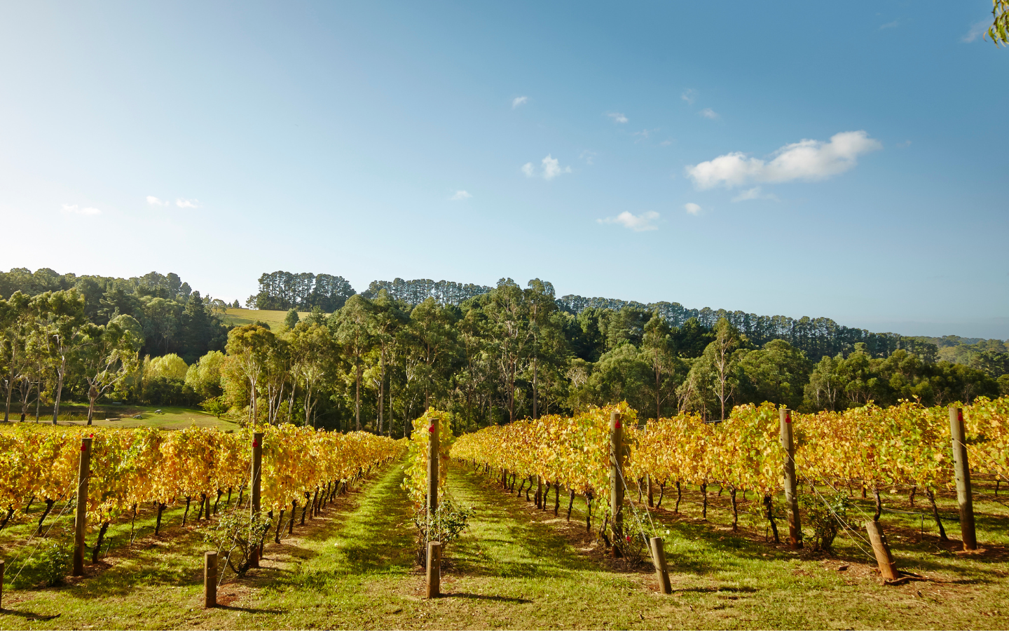 a long shot of a vineyard