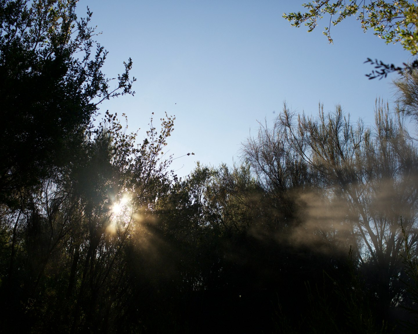 sunlight through trees