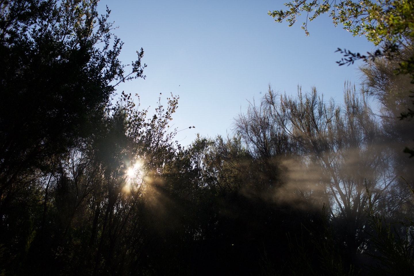 sunlight through trees