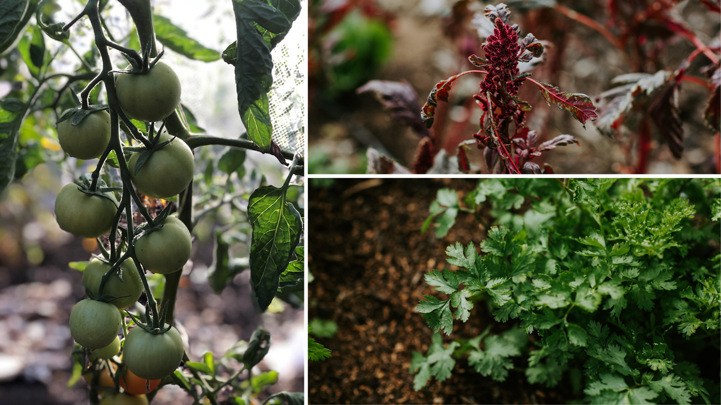 a collage of autumn foods