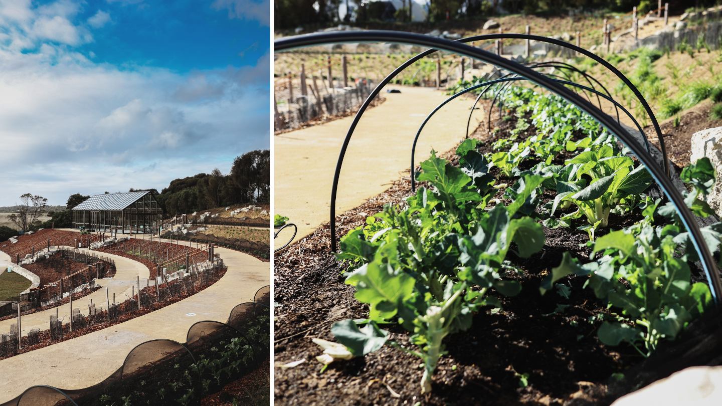 A side by side image of the food bowl glass house and a row of lettuce