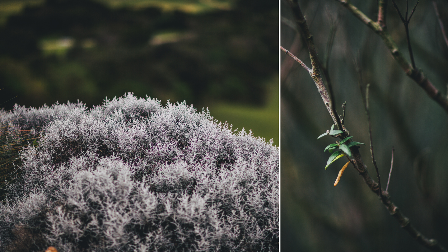 Side by side image of bushland and a tree