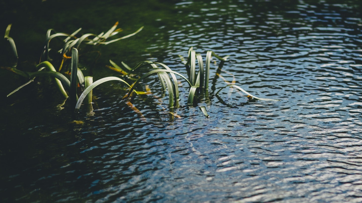 An image of plants growing from water