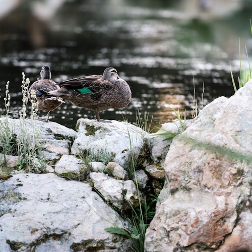 a duck in wetlands