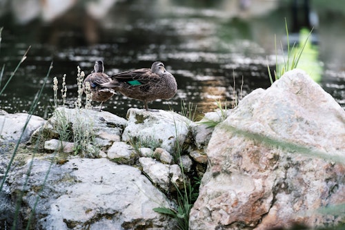 a duck in wetlands