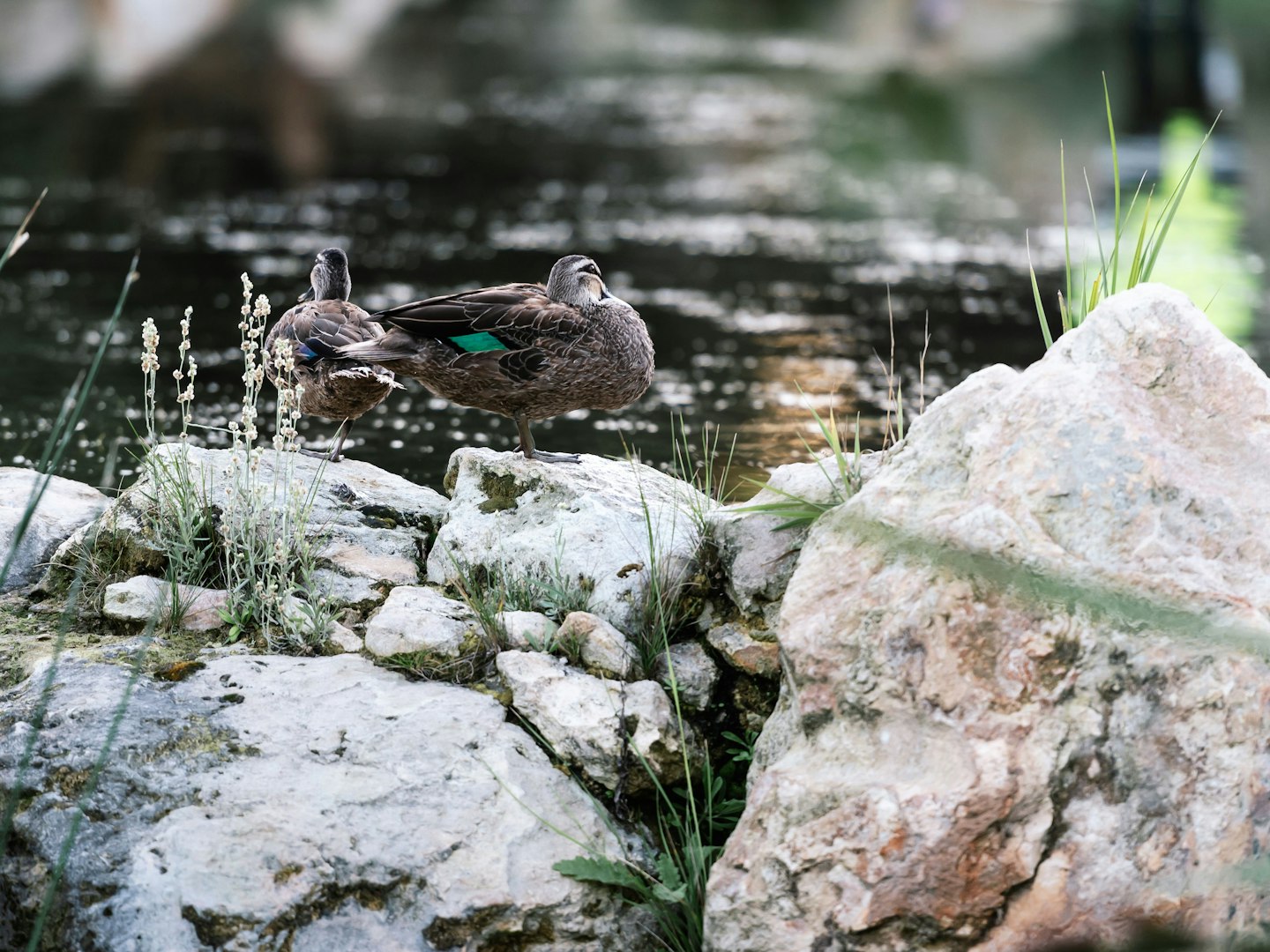 a duck in wetlands