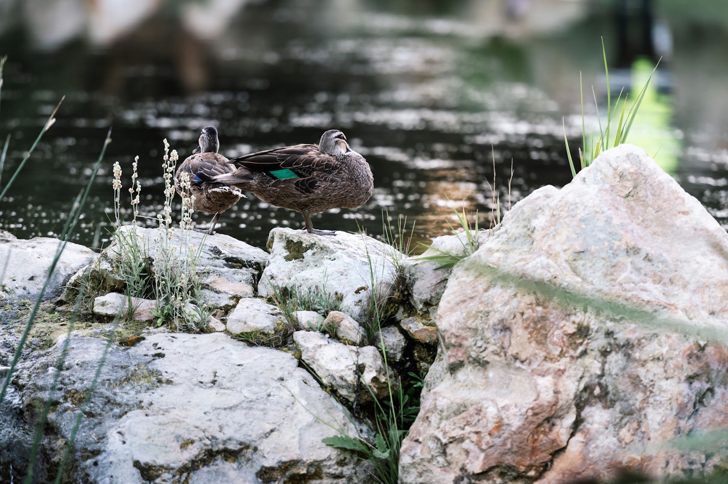 a duck in wetlands