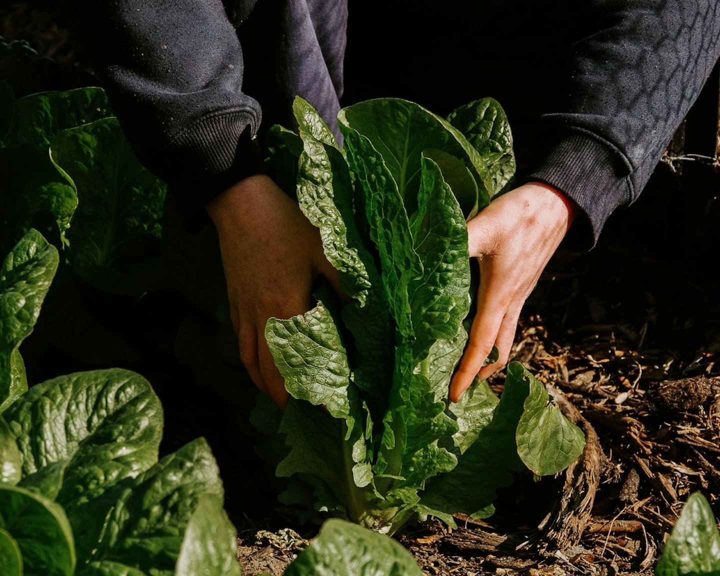hands removing lettuce from the ground