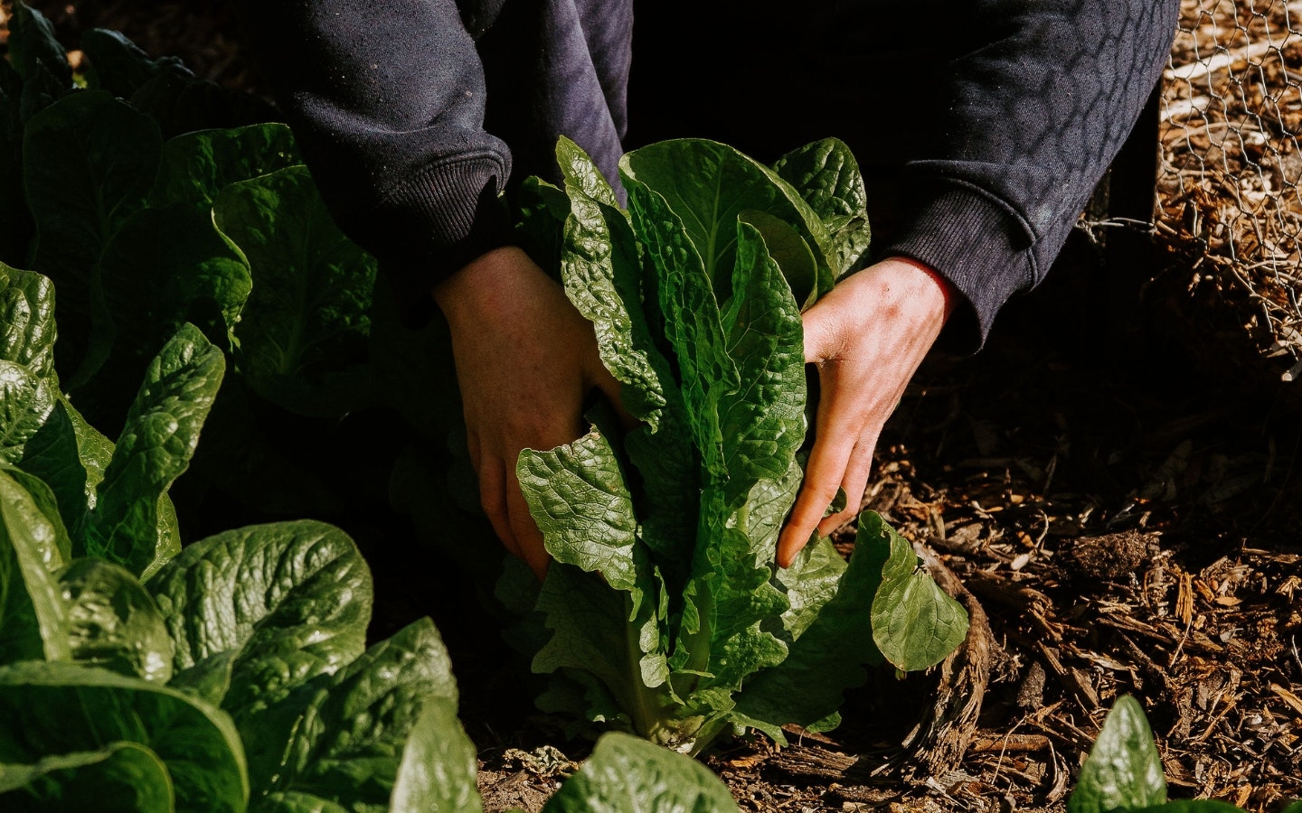 hands removing lettuce from the ground