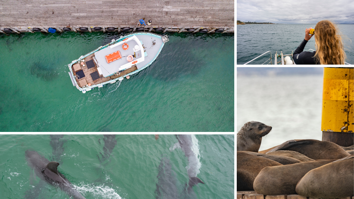 A collage of Polperro Dolphin Swims