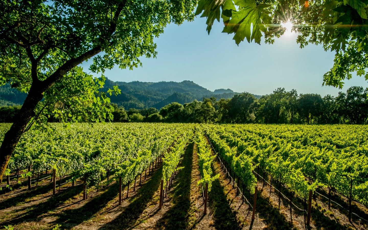 Vineyard