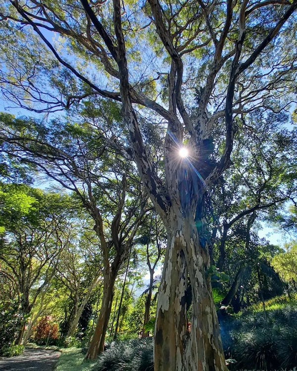 Sitio Roberto Burle Marx Tree