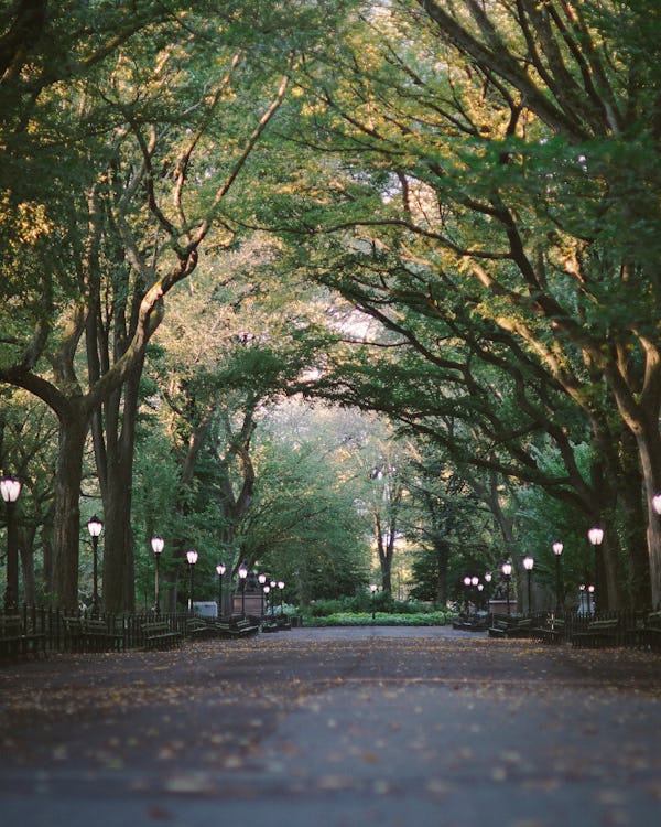 Central Park Green 