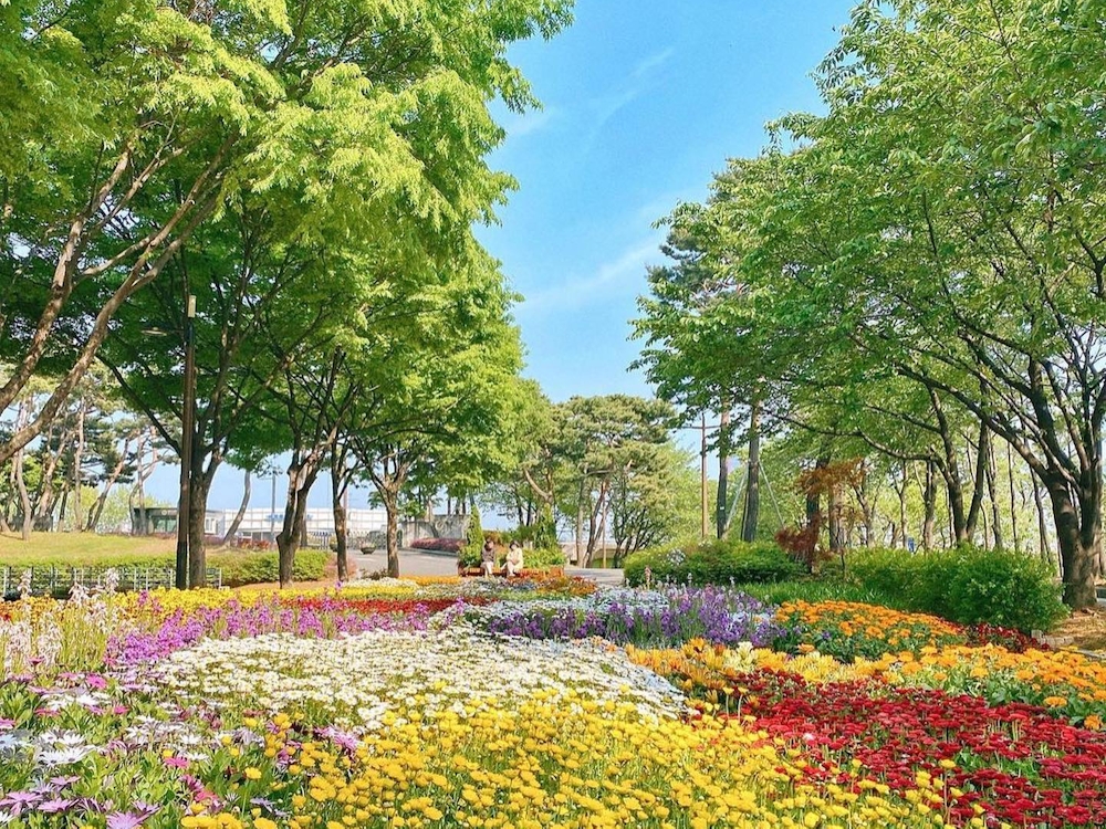 Seonyudo Park  Flowers