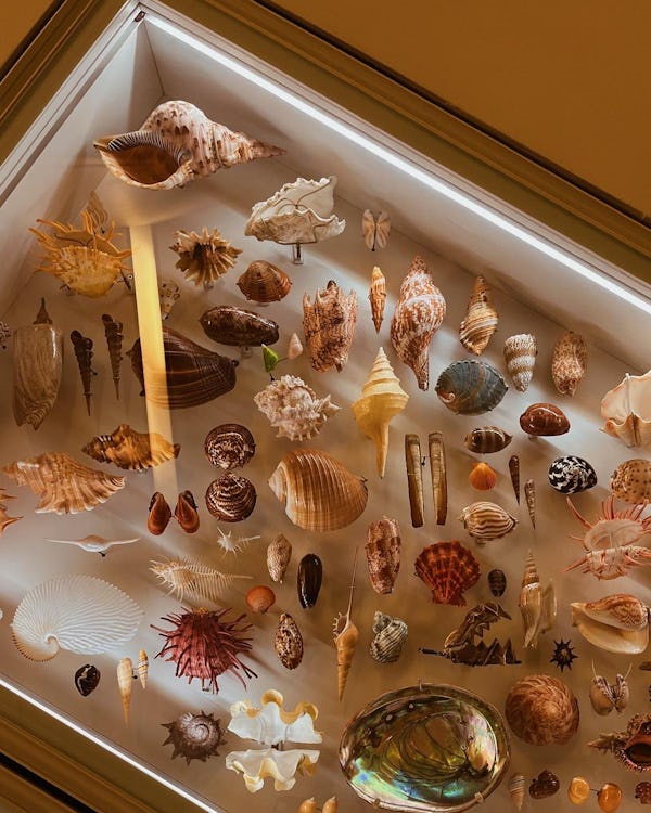 Royal Ontario Museum Seashells