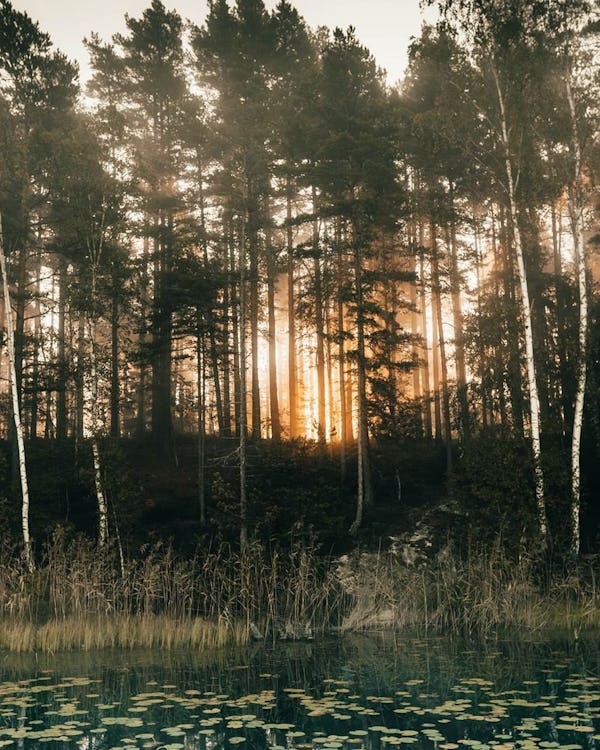 Södertörn - Forest