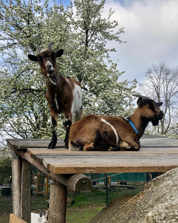 Kinderbauernhof Gorlitzer Park - Goats