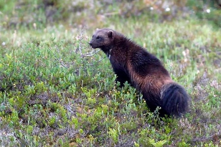 TIDLIGERE START: Lisensjakta går straks av stabelen, samtidig som den ordinære villreinjakta. (Ill.foto: Arkiv) Rovdyrjakt, gaupejakt, ulvejakt, bjørnejakt, jervejakt