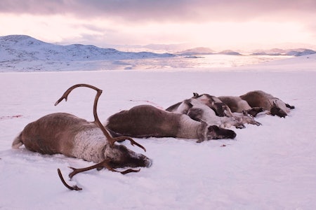 Mattilsynet og Miljødirektoratet skal arbeide videre med informasjon fra Vitenskapskomiteen for mat og miljø. Endelig strategi for bekjempelse av CWD på Hardangervidda er ikke klar. Foto: SNO Skutt villrein fra Nordfjella skrantesyke skrantesjuke