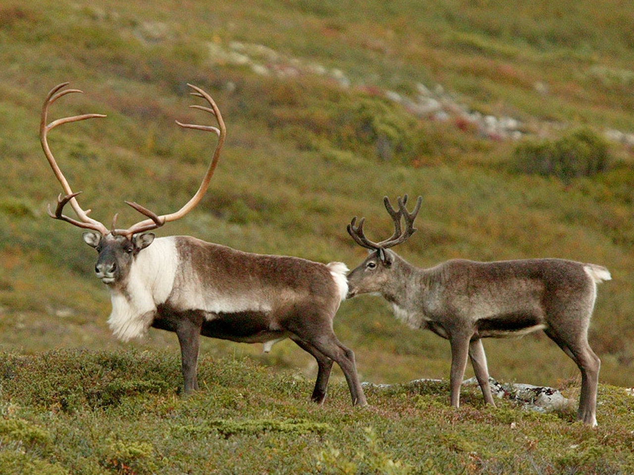 Torsdag 21.01 kommer rapporten som forhåpentligvis gir svar om hva som skal skje med villreinen på Hardangervidda. Men allerede nå bestiller Mattilsynet en ny rapport fra VKM for å lære mer om den norske prionsmitten. Foto: Åsgeir Størdal / JEGER. Bilder viser to villrein på vidda.