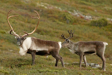 Torsdag 21.01 kommer rapporten som forhåpentligvis gir svar om hva som skal skje med villreinen på Hardangervidda. Men allerede nå bestiller Mattilsynet en ny rapport fra VKM for å lære mer om den norske prionsmitten. Foto: Åsgeir Størdal / JEGER. Bilder viser to villrein på vidda.