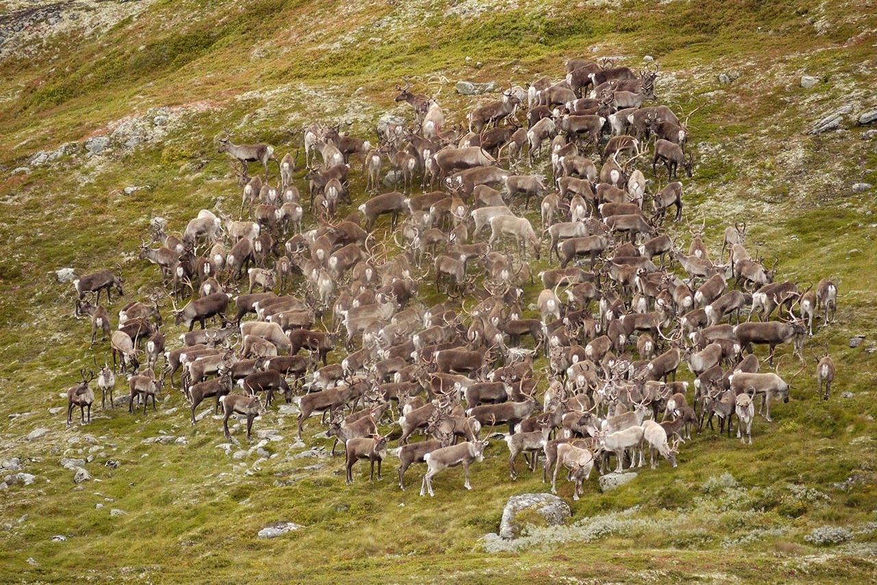 Forskere tror at utbredelsen av skrantesyka i Norge har oppstått på grunn av gevirgnaging på dyr som hadde sporadisk skrantesyke. skrantesyke skrantesjuke villrein
