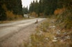 Grusbane: Haren er en luring og tar gjerne grusveien fatt for å riste av sine forfølgere. (Ill.foto: Åsgeir Størdal) harejakt med drivende hund