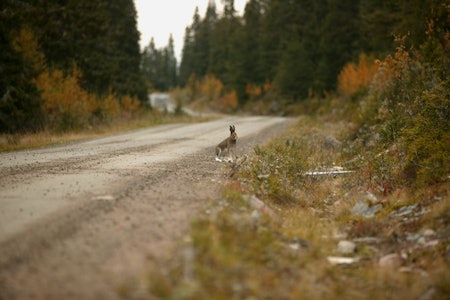 Grusbane: Haren er en luring og tar gjerne grusveien fatt for å riste av sine forfølgere. (Ill.foto: Åsgeir Størdal) harejakt med drivende hund