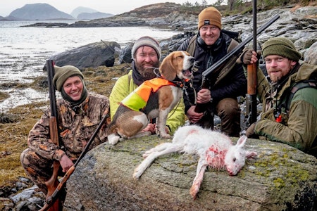 Harejakt med kortbeint hund. Fire jegere beagle skutt hare