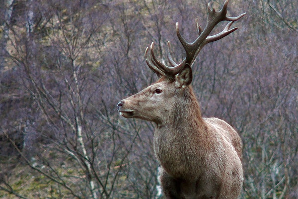 Hjortejakt jakttider smygjakt jakthund tips til hjortejakt. Foto: Arne Winter