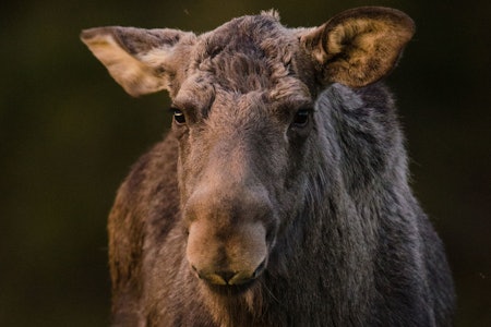 Eksempel på skuffa dame av den typen du ikke vil kødde med: Legger hun ørene mer bakover nå, så smeller det. (Foto: Jo Stenersen) Eksempel på skuffa dame av den typen du ikke vil kødde med: Legger hun ørene mer bakover nå, så smeller det. (Foto: Jo Stenersen)