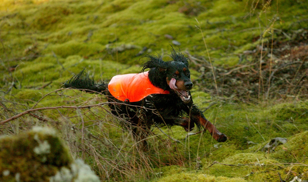 Jakthunder som gordon setter og andre fuglehunder, er svært nyttige på rypejakt og skogsfugljakt. Ill.foto: Åsgeir Størdal Jakthund gordon setter fuglehund rypejakt skogsfugljakt foto: Åsgeir Størdal