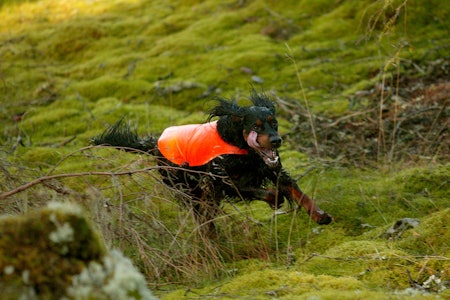 Jakthund gordon setter fuglehund rypejakt skogsfugljakt foto: Åsgeir Størdal