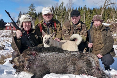 Jakter villsvin i Norge med hund
