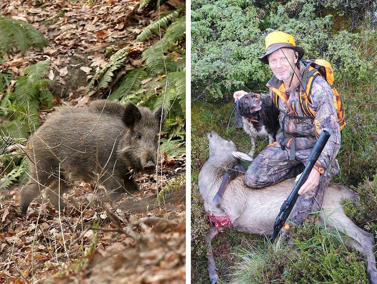 Termisk kikkert og nattoptikk er nå tillatt både på villsvinjakt og på ettersøk etter hjortevilt. (Ill.foto/montasje: Åsgeir Størdal) termisk utstyr, villsvinjakt, ettersøk