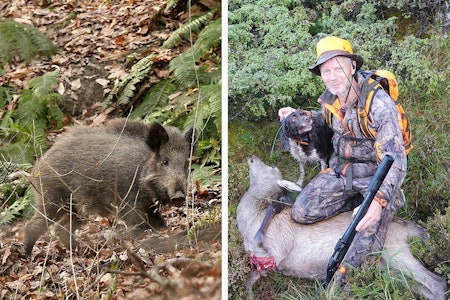 Termisk kikkert og nattoptikk er nå tillatt både på villsvinjakt og på ettersøk etter hjortevilt. (Ill.foto/montasje: Åsgeir Størdal) termisk utstyr, villsvinjakt, ettersøk