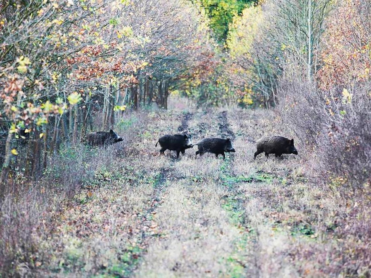 Villsvinjakt: En spennende jaktform du kan drive med hele året. villsvinjakt
