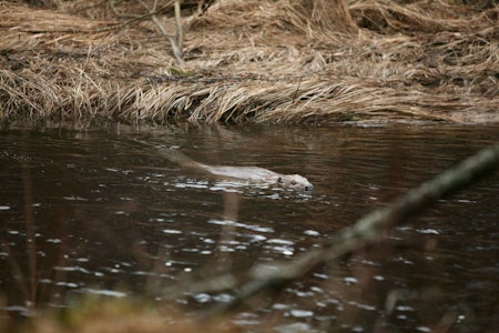 Bever som svømmer i bekk under beverjakt