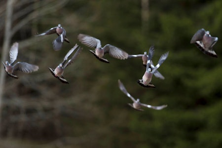 ringdue due duejakt jakt på duer